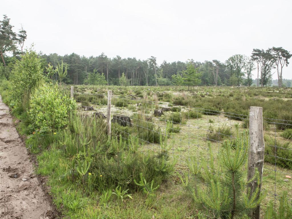 旧蒂尔瑙特Luxurious Chalet In Oud Turnhout With Large Garden别墅 外观 照片